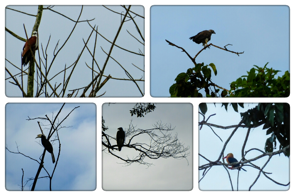 Jungle van Kota Kinabatangan