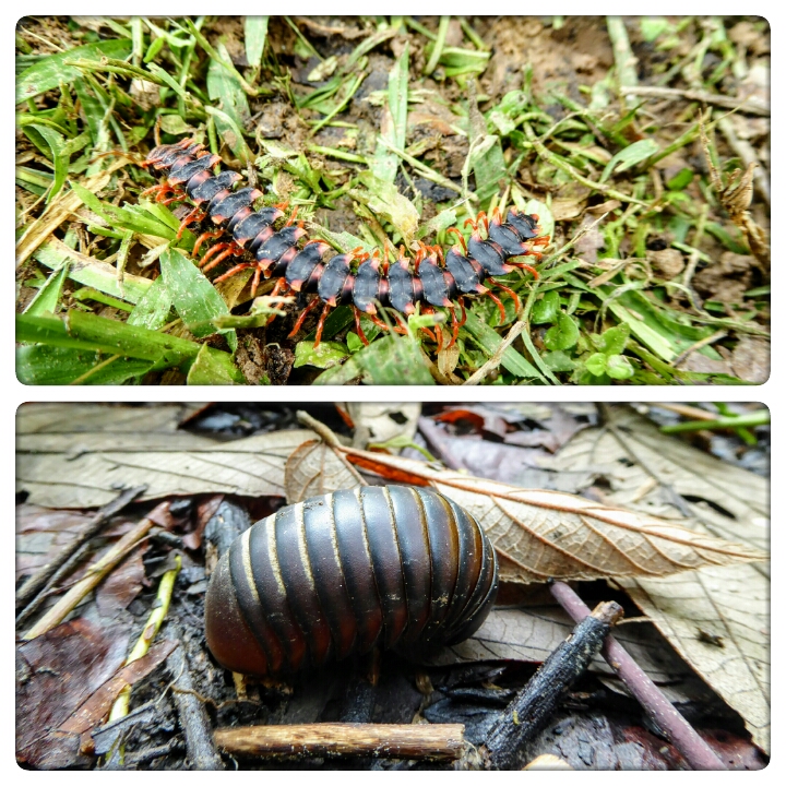 Jungle van Kota Kinabatangan