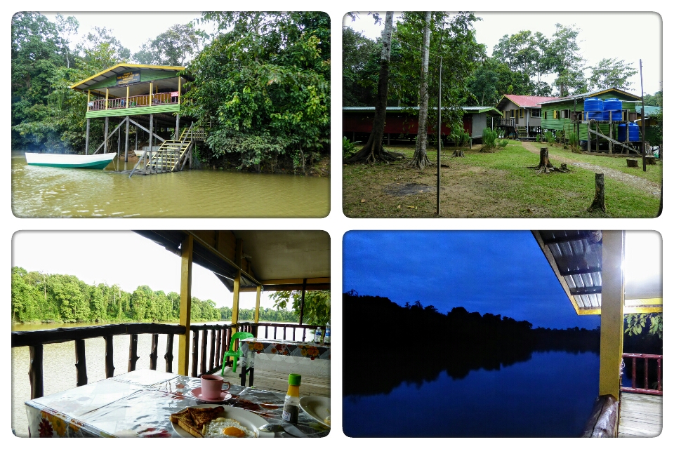 Tanjung Bulat Jungle Camp - Borneo