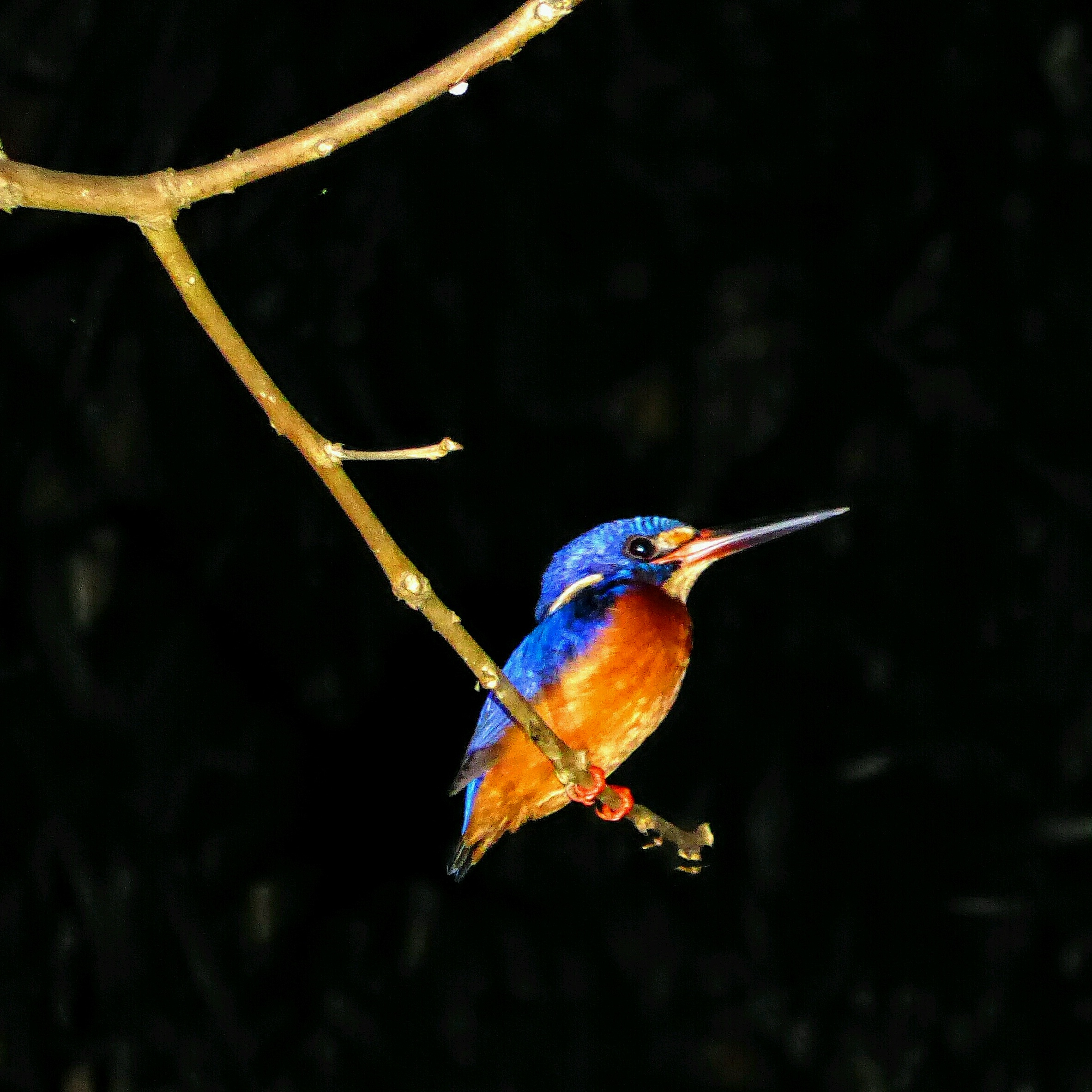 Kinabatangan - Kingfisher