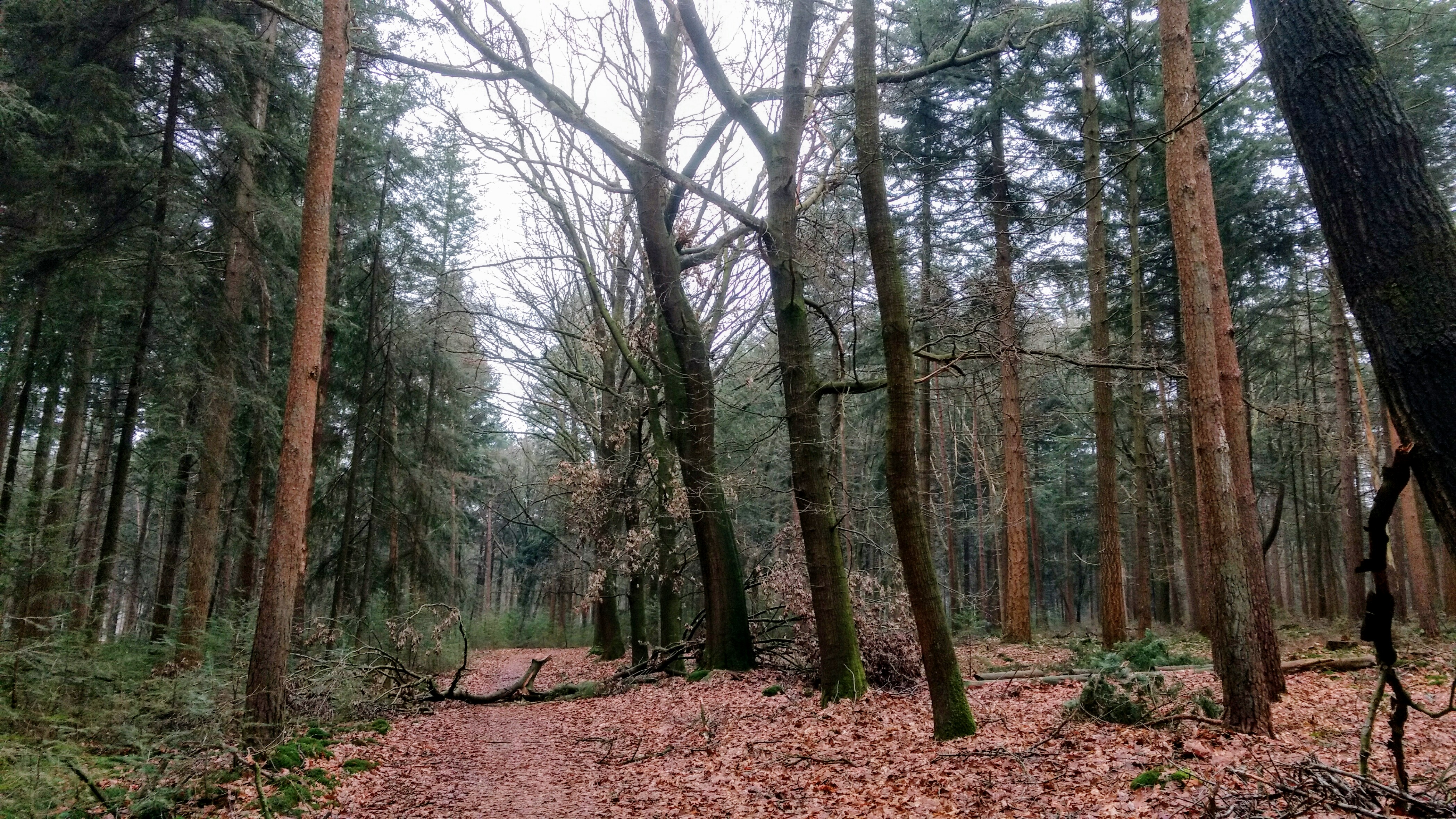 Rennen en Lopen