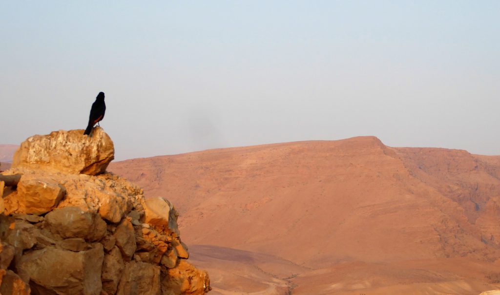 They found a bloodbath on top of Masada - Desert of Israel