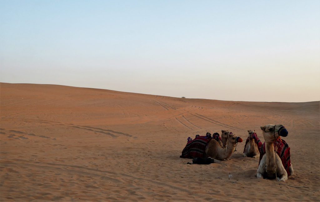 Best Pics taken in the Desert of the UAE