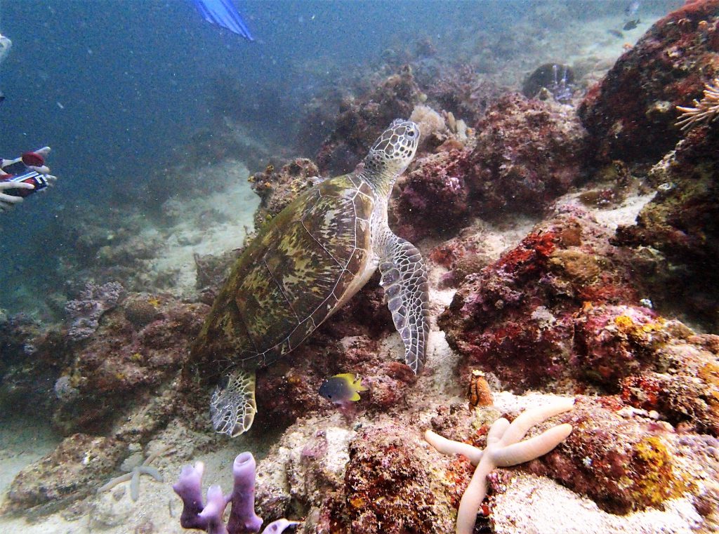 Diving at Sipadan - Borneo, Malaysia