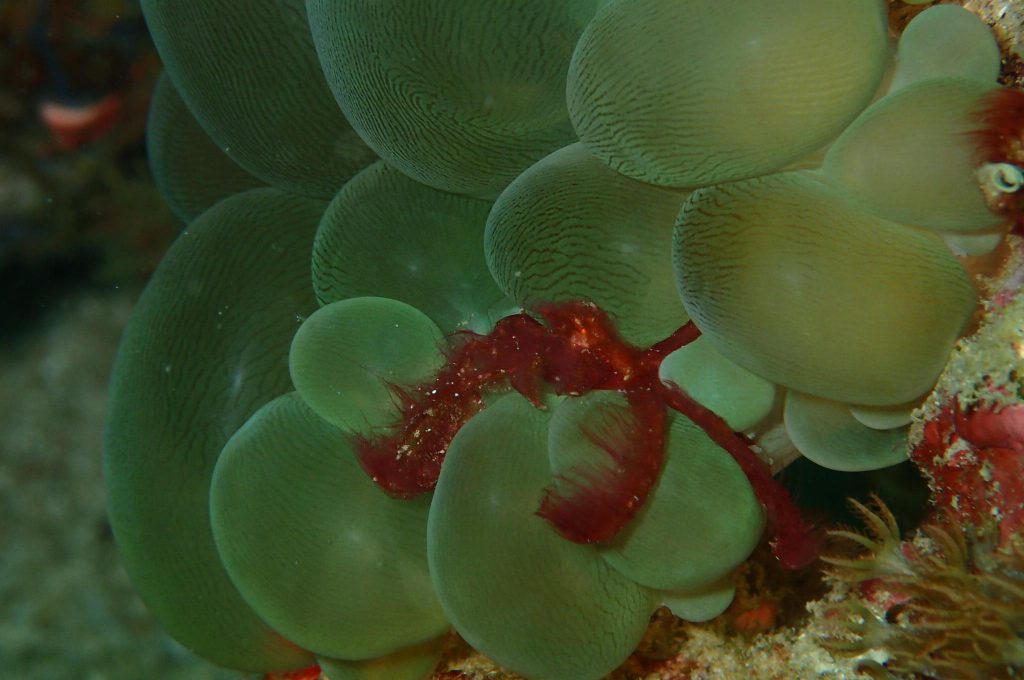 Diving at Sipadan