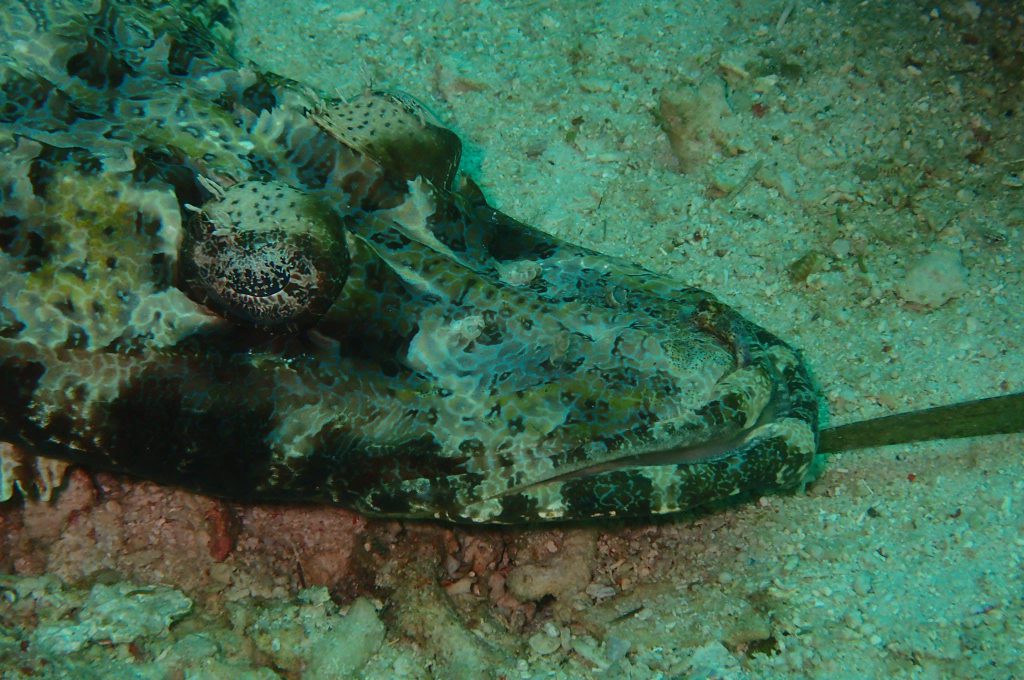 Diving at Sipadan