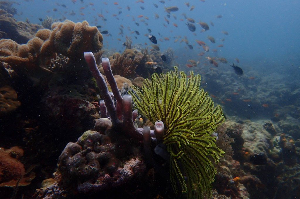 Diving at Sipadan