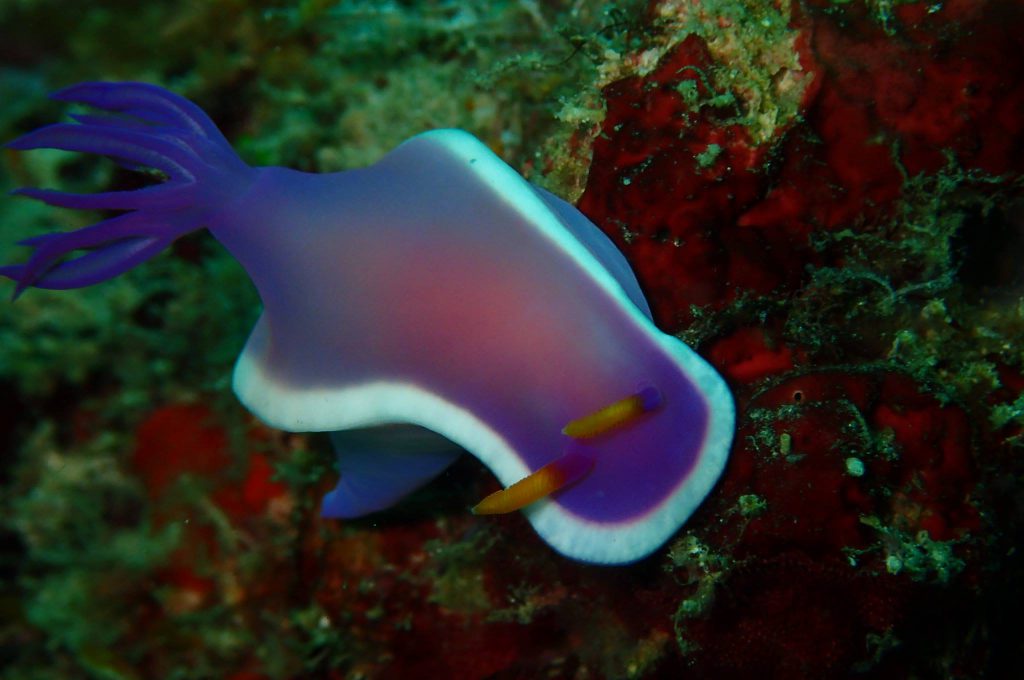 Diving at Sipadan