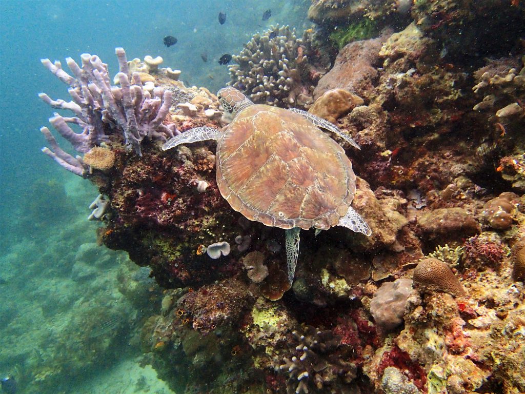 Diving at Sipadan - Borneo, Malaysia