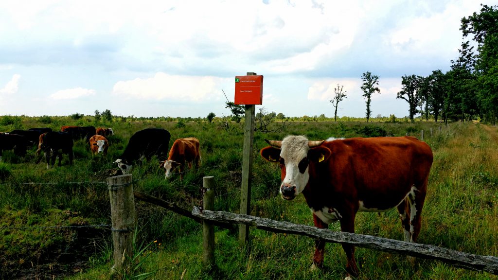 3 Short Hikes @ Engbertsdijksvenen - The Netherlands