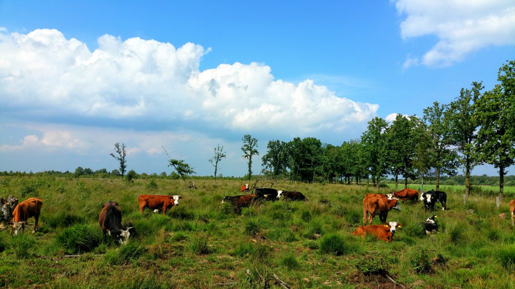 3 Short Hikes @ Engbertsdijksvenen - The Netherlands