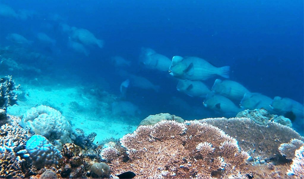 Diving at Sipadan - Borneo, Malaysia