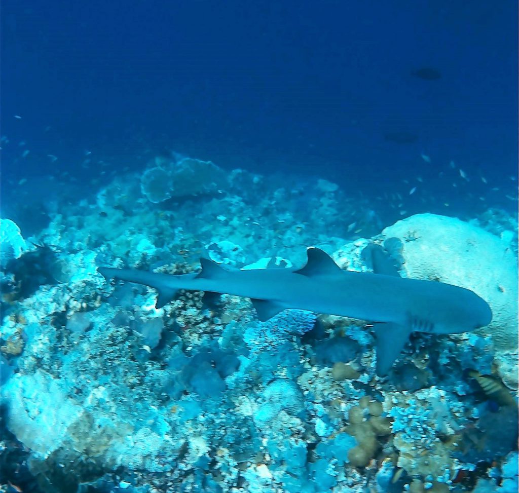 Diving at Sipadan - Borneo, Malaysia