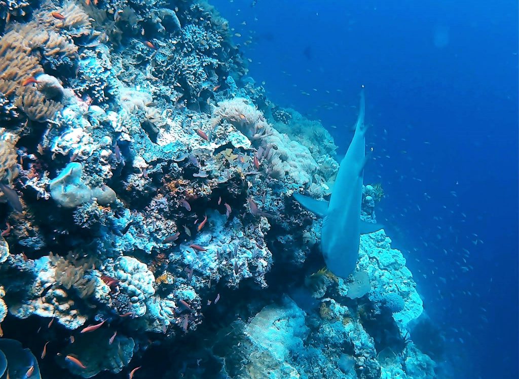 Diving at Sipadan - Borneo, Malaysia