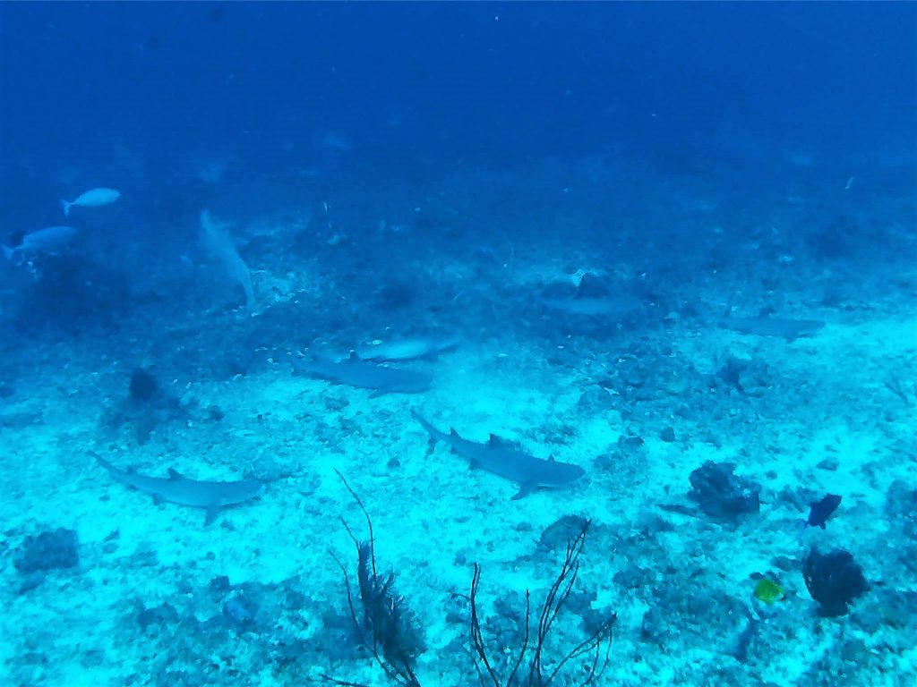 Diving at Sipadan - Borneo, Malaysia