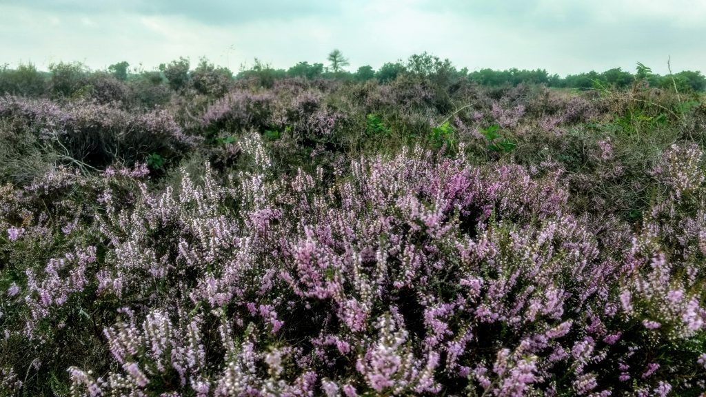 3 Short Hikes @ Engbertsdijksvenen - The Netherlands