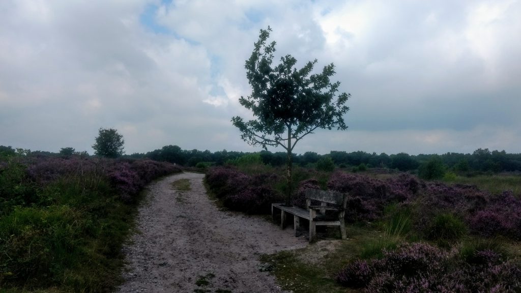 3 Short Hikes @ Engbertsdijksvenen - The Netherlands