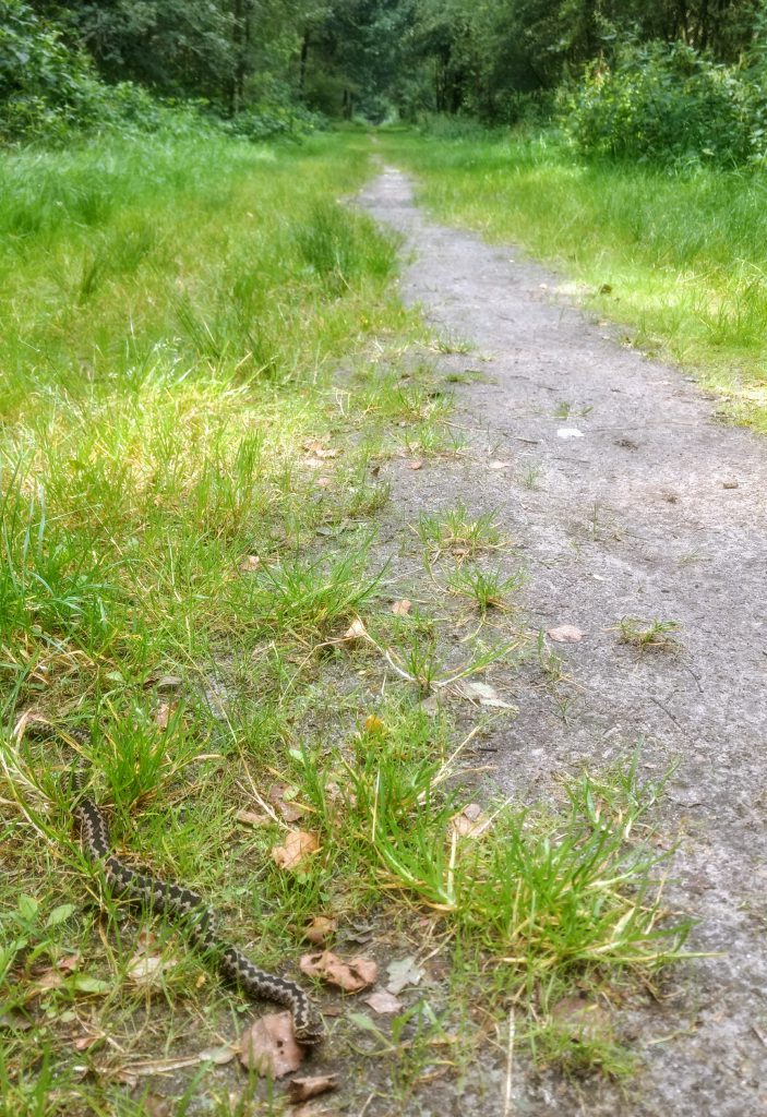 De adder in de Engbertsdijksvenen - Overijssel