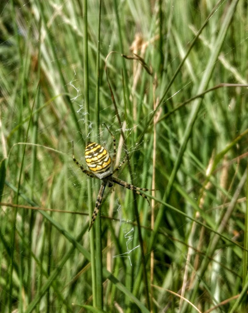 3 korte wandelingen @ Engbertsdijksvenen - Overijssel