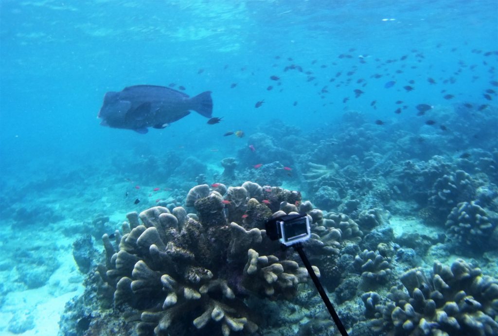 Diving at Sipadan