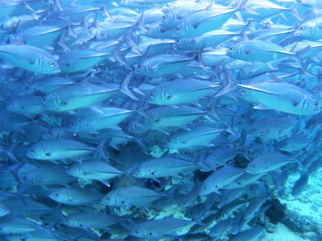 Diving at Sipadan