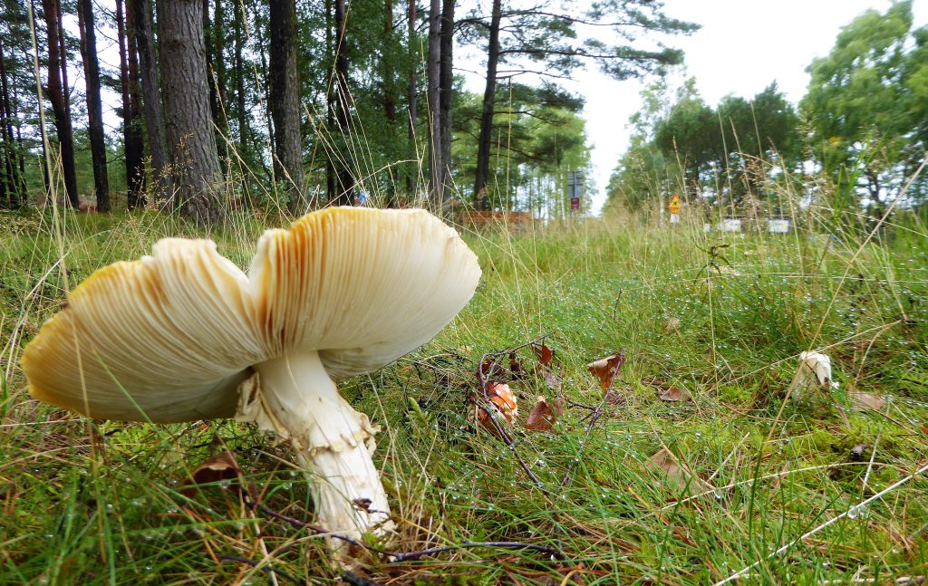 Camping in Sweden - Allemansratten