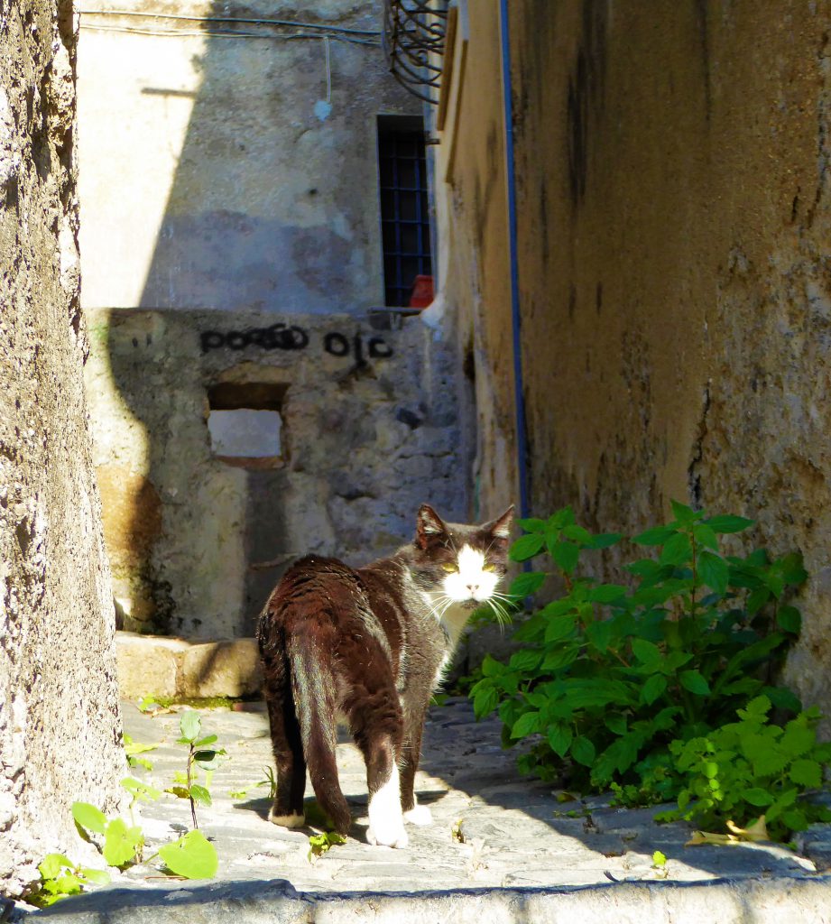 Cycling outside of Rome: Exploring Bracciano & Martignano Lake