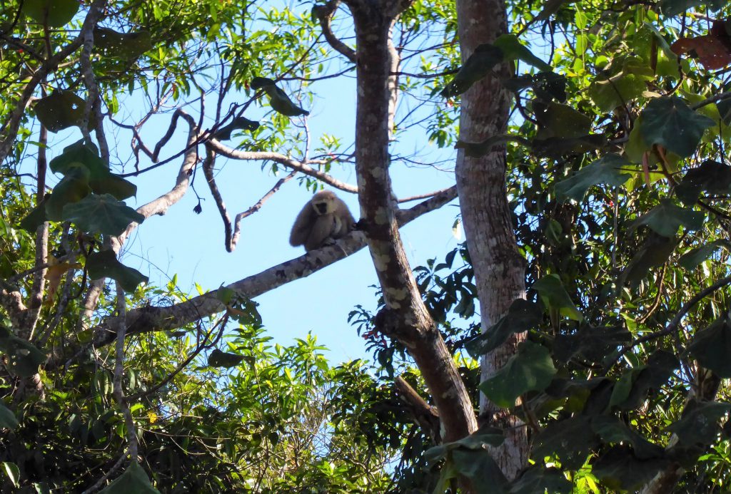 3 dagen in het Khao Yai NP - Thailand