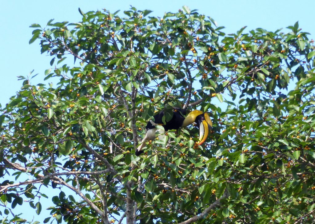 3 dagen in het Khao Yai NP - Thailand