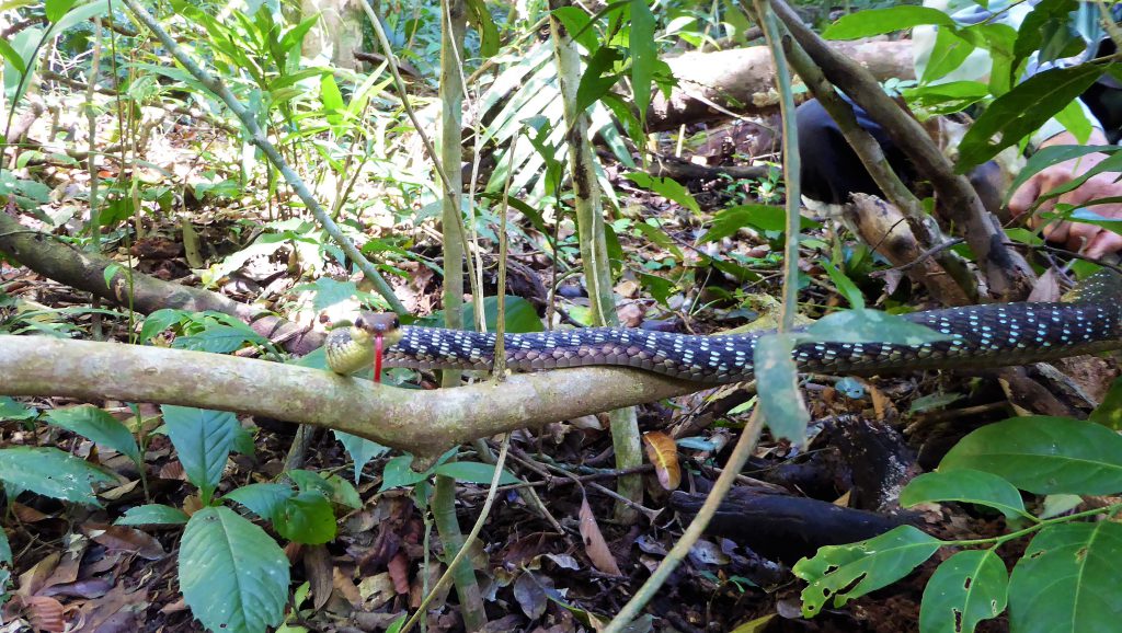 3 dagen in het Khao Yai NP - Thailand