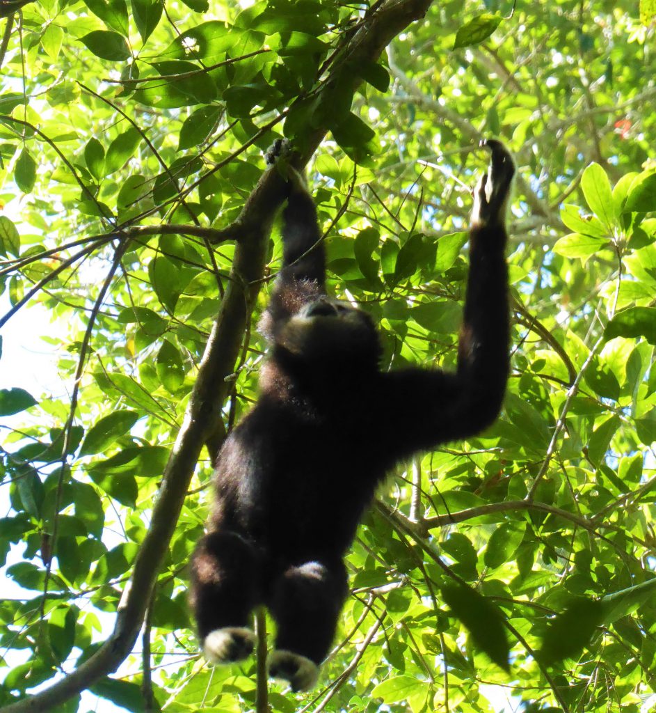 3 dagen in het Khao Yai NP - Thailand