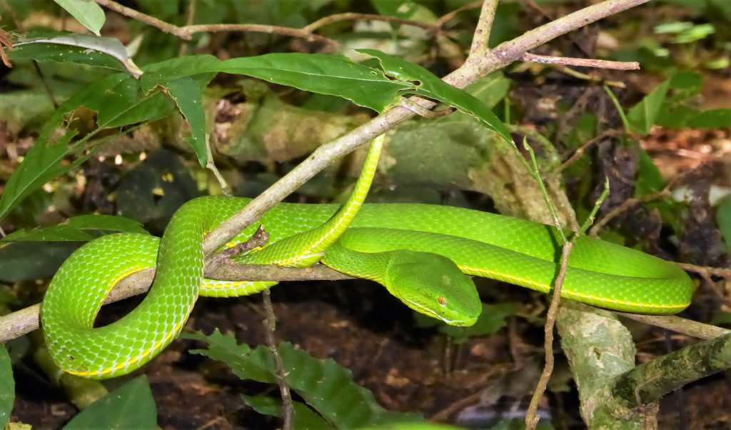 3 dagen in het Khao Yai NP - Thailand