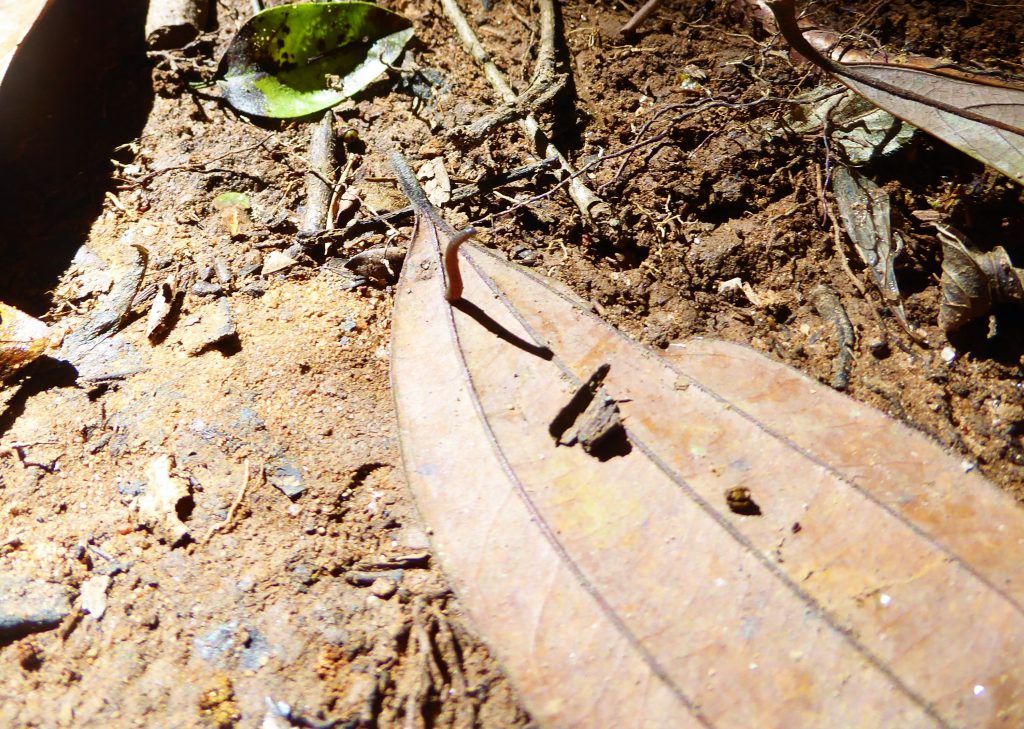 3 dagen in het Khao Yai NP - Thailand