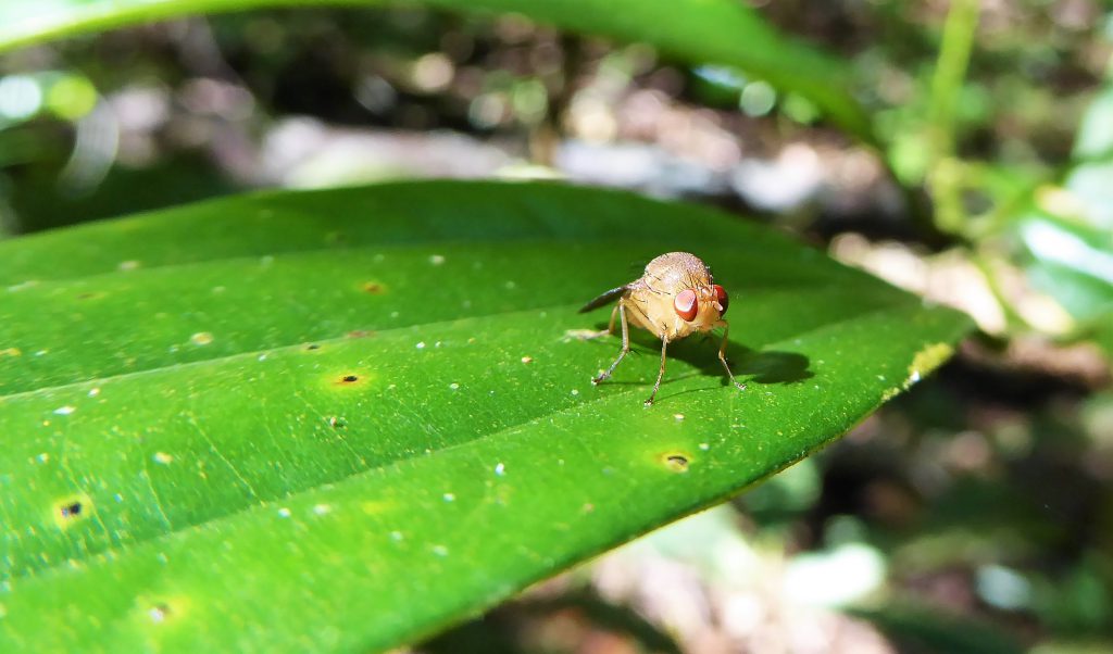 3 Days Exploring the Khao Yai NP - Thailand