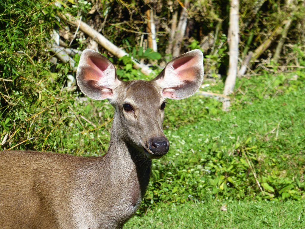 3 dagen in het Khao Yai NP - Thailand