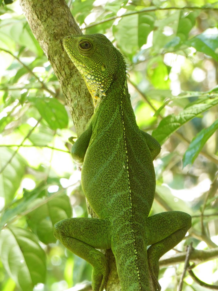 3 dagen in het Khao Yai NP - Thailand