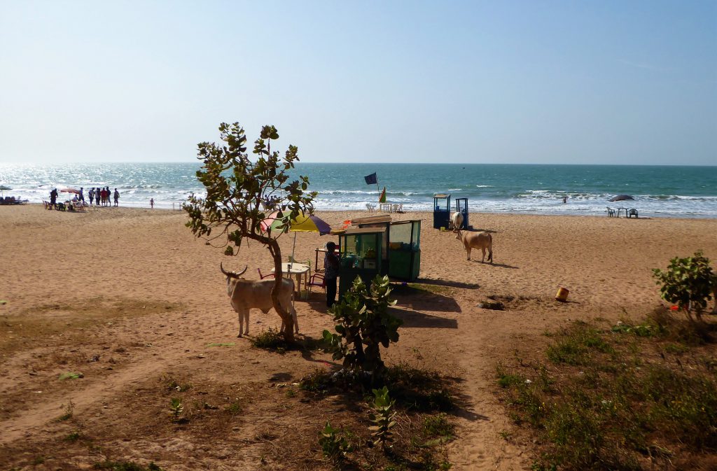 Cycling to the fish of Tanji