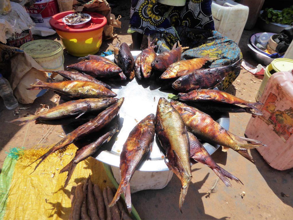 Cycling to the fish of Tanji