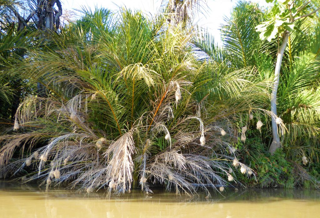 Wassu & Kuntaur, The Gambia