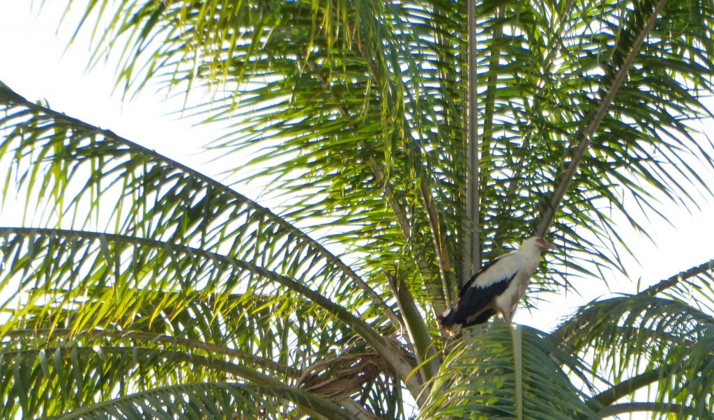 Wassu & Kuntaur, The Gambia