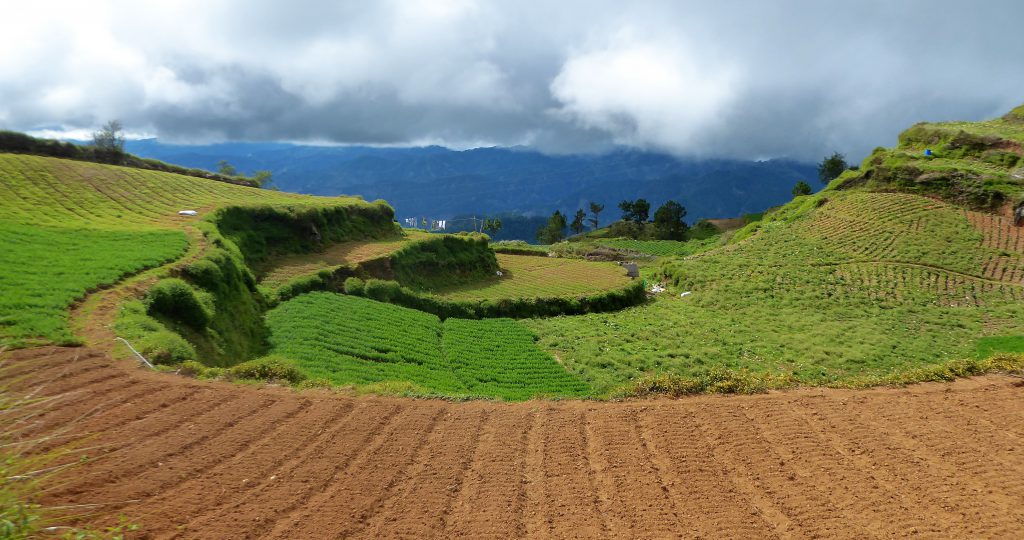 Hiking to the Summit of Mt Pulag