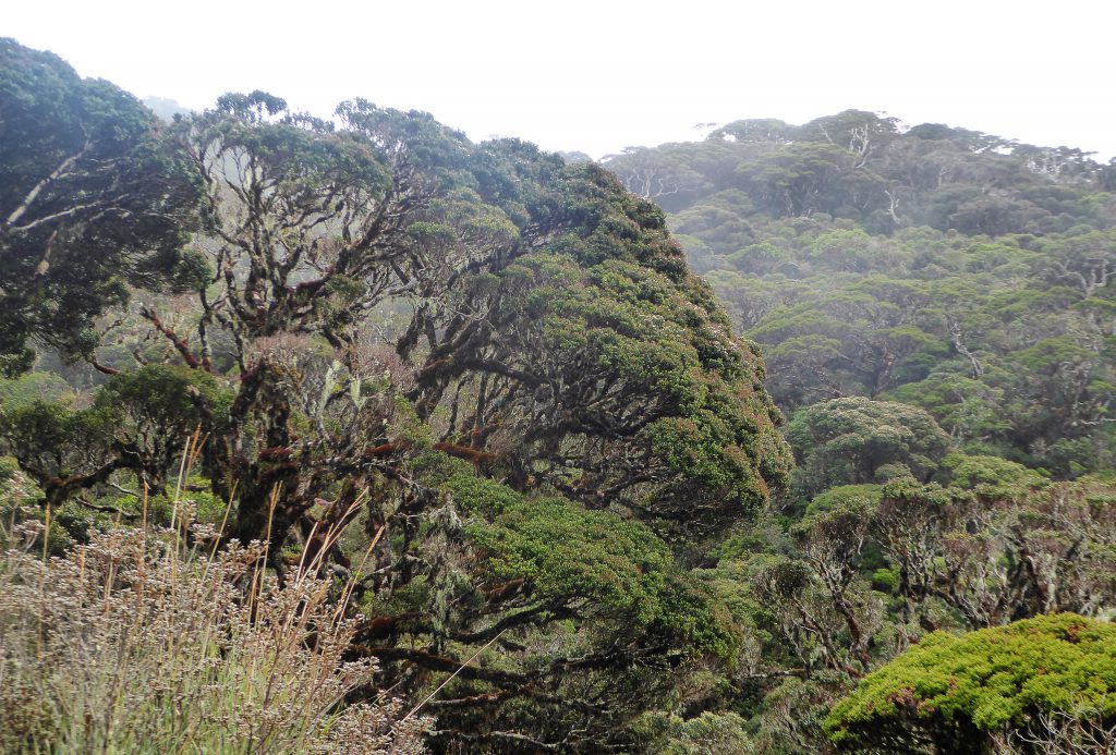 Hiking to the Summit of Mt Pulag