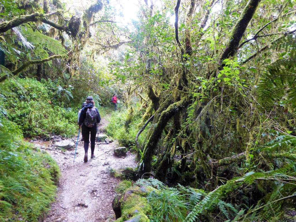 Hiking to the Summit of Mt Pulag