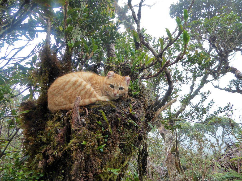 Hiking to the Summit of Mt Pulag