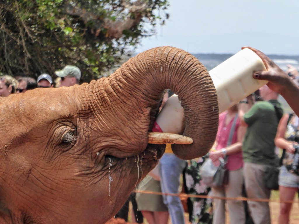 Wat te doen in Nairobi - Kenia