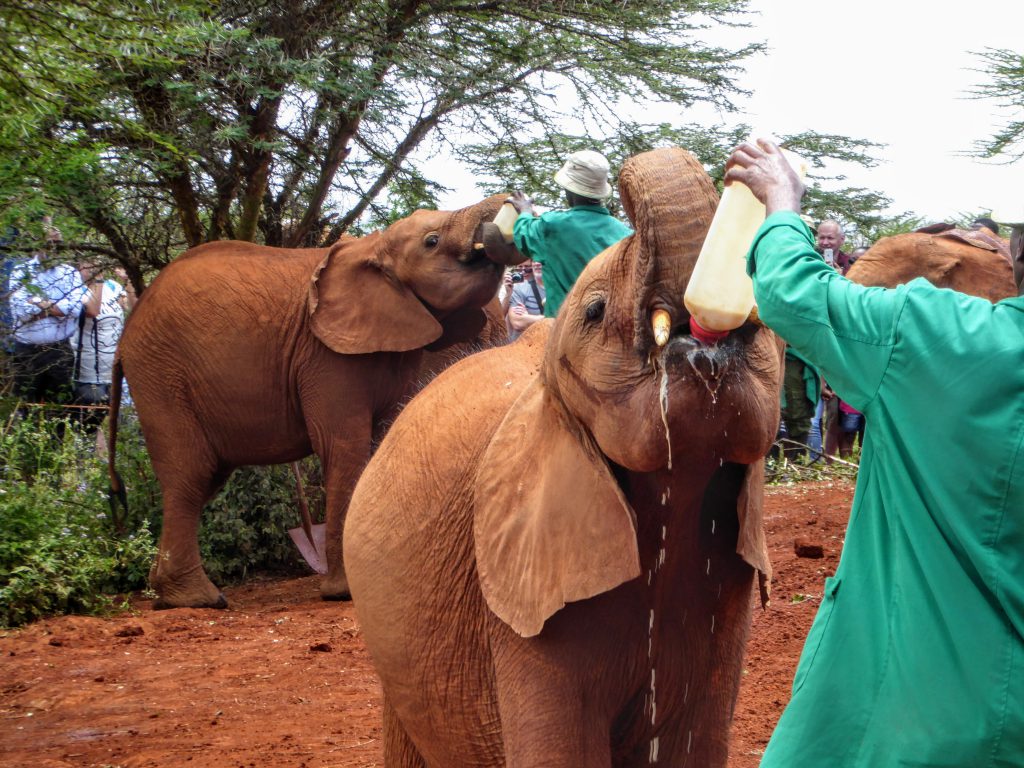 Wat te doen in Nairobi - Kenia