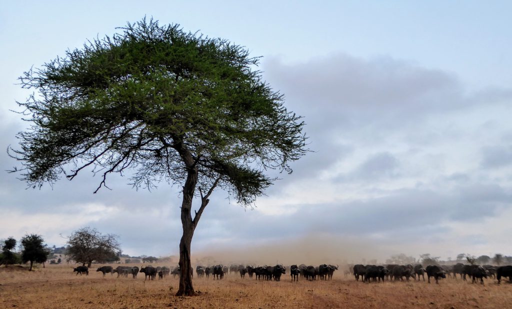 Werken in Tsavo East Nationaal Park in Kenia - Wildlife