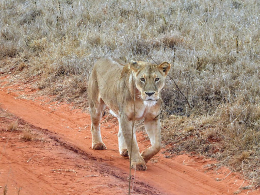 Volunteering in Tsavo National Park - Kenya