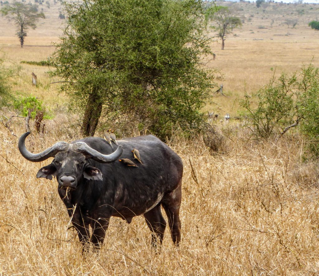 Werken in Tsavo East Nationaal Park in Kenia - Wildlife