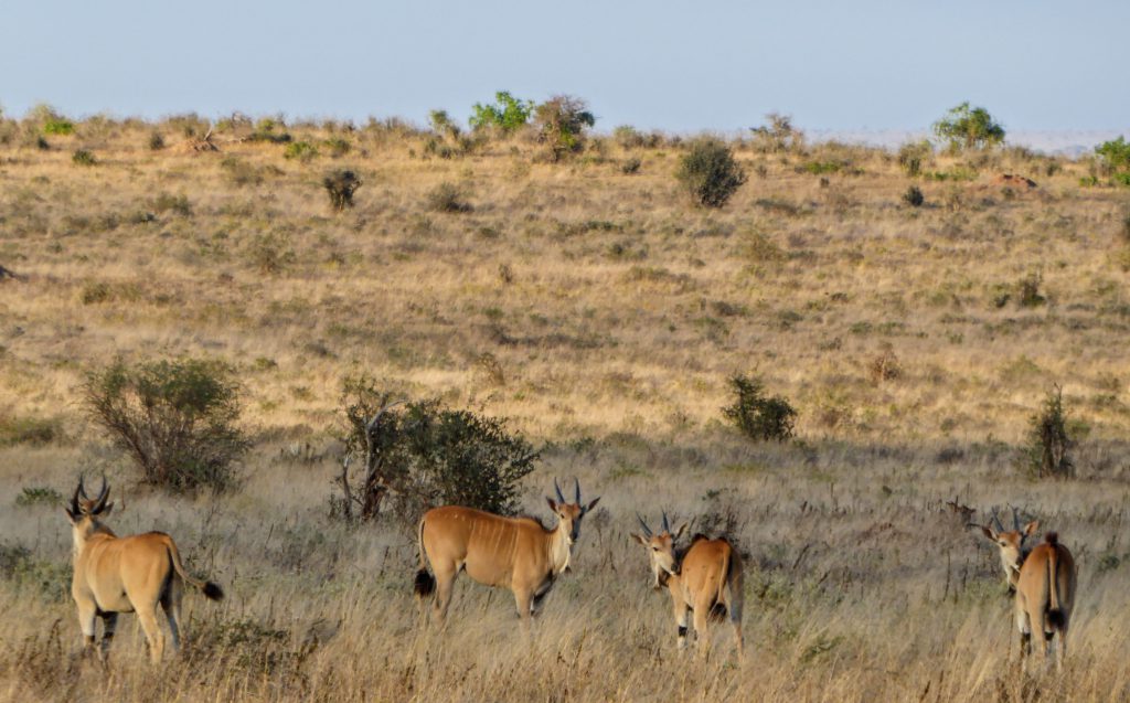 Volunteering in Tsavo National Park - Kenya